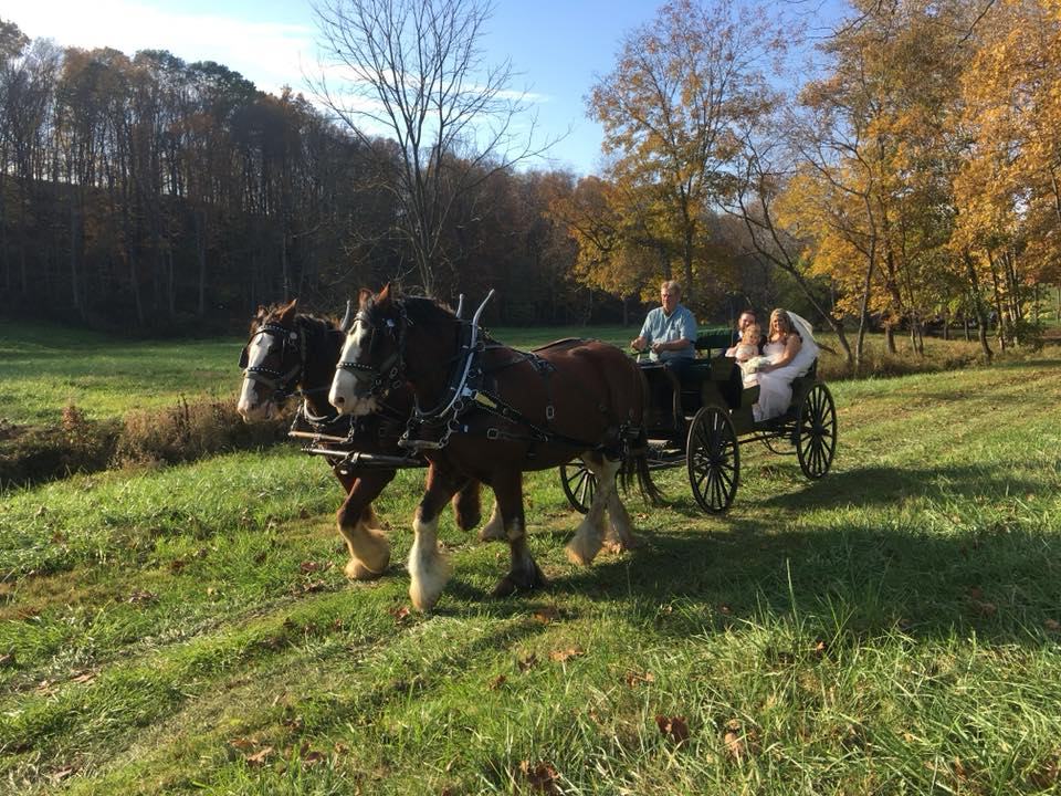 Bride riding in a carriage pulled by two draft horses across a field in fall color